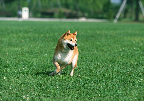 狗狗磨牙是怎么回事 狗狗磨牙是怎么回事