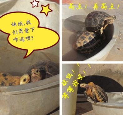 陆龟放养方式每日饲养流程以及日常健康管理（缅甸陆龟为例）