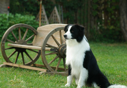 边境牧羊犬长螨虫怎么办