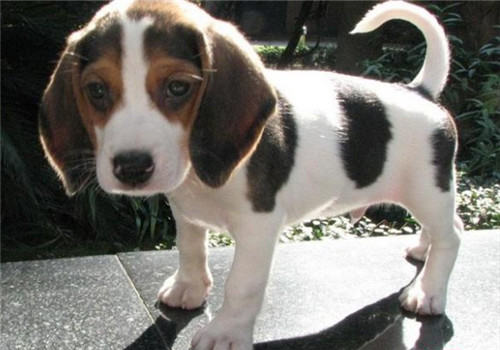 犬肥胖症的治疗原则