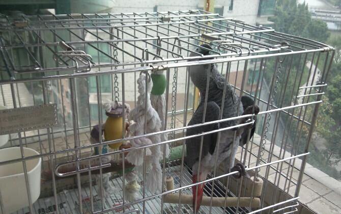 怎么养好灰鹦鹉