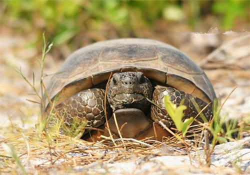 哥法地鼠龟的品种简介