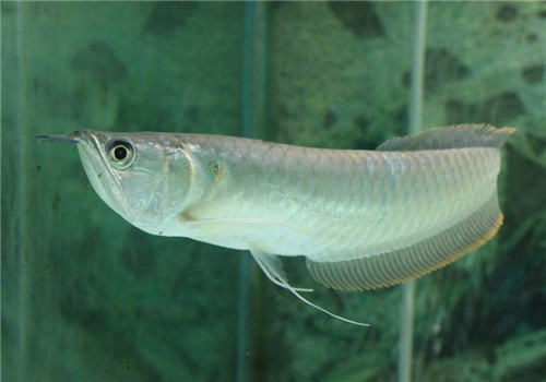 水族箱中下盐的误区