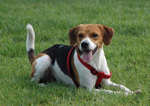 英国猎狐犬怎么样?英国猎狐犬介绍