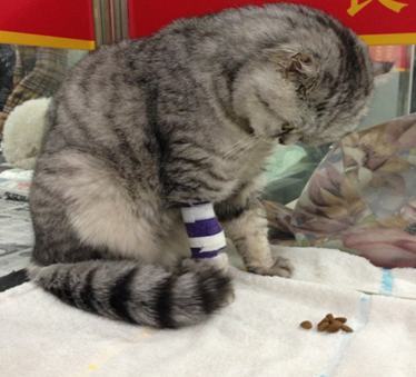 猫头抬头障碍症的症状及治疗方法
