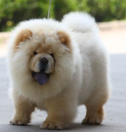 什么狗最干净最好养？十大干净又好养的宠物狗