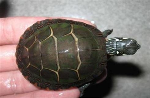 乌龟的种类介绍，市面上最常见的乌龟