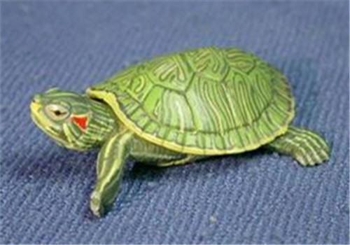 巴西龟幼龟的饲养方法