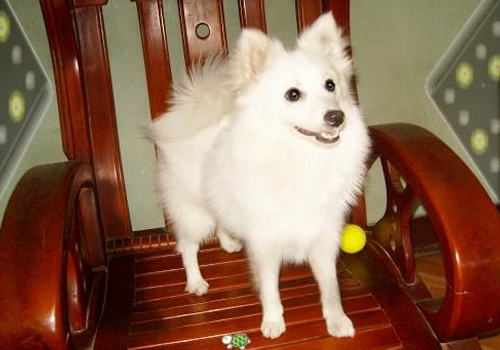 狗狗吃什么吐什么怎么办