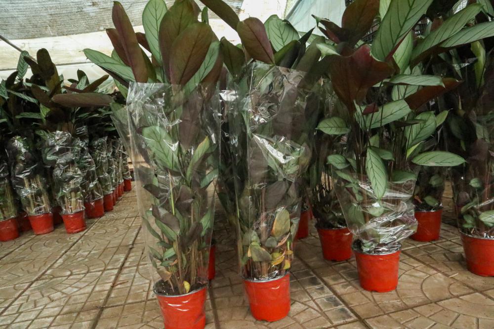 飞羽竹芋的养殖方法