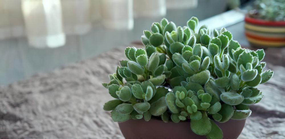 专业养熊三年有余：为被世人冤枉的多肉植物小熊（熊童子）正名