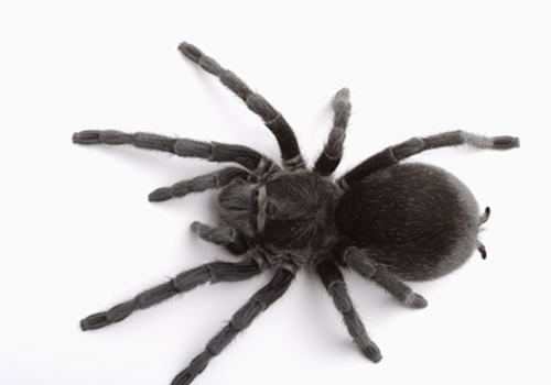 饲养毒蜘蛛需要注意什么