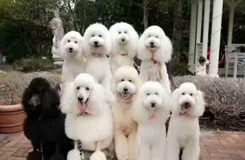 巨型贵宾犬多少钱？巨型贵宾犬价格