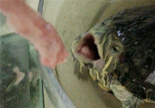 巴西龟到底能不能吃猪肉？