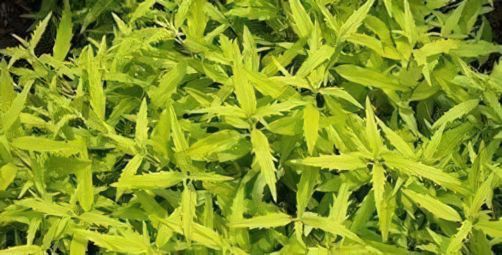 节水耐旱植物金叶莸的养护措施