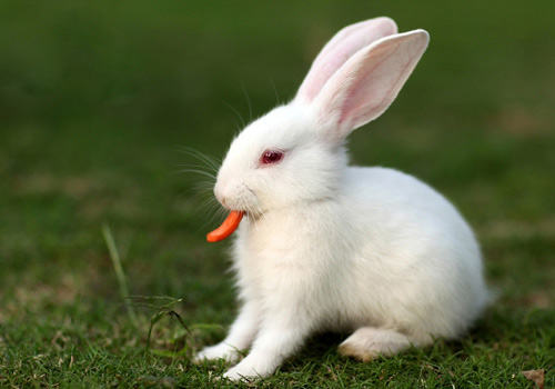 怎样给兔兔换新粮