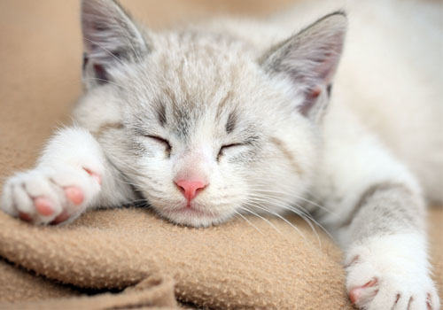 猫咪们也爱抱大腿