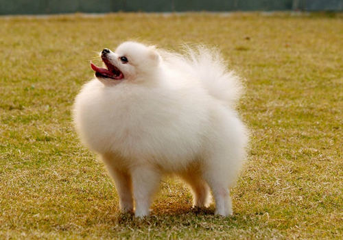 博美犬便秘怎么办