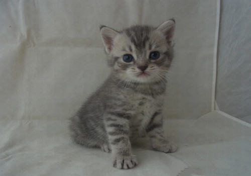 猫咪正确的洗澡方法 猫咪正确的洗澡方法