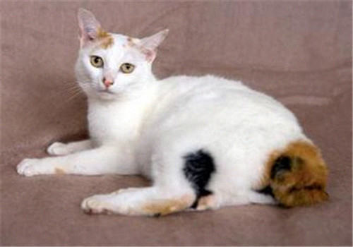 日本短尾猫训练方法 日本短尾猫训练方法