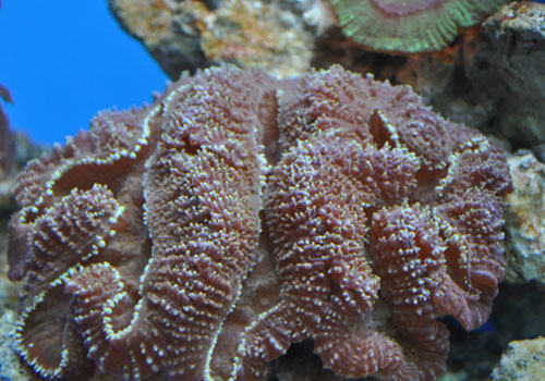 水族箱中珊瑚的繁殖