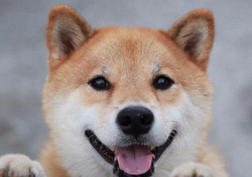 柴犬的特性有哪些