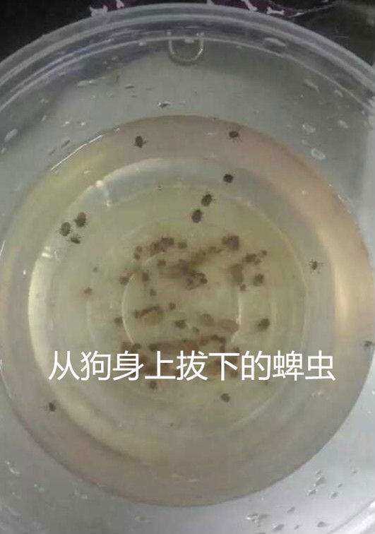 犬猫常见的寄生虫——蜱、蚤和虱