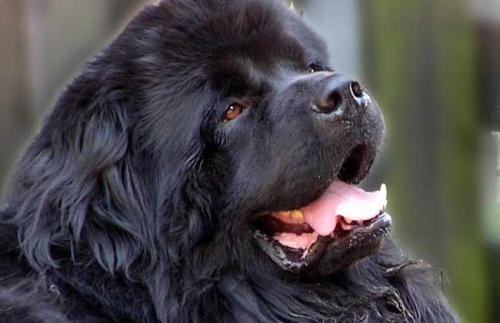 纽芬兰犬怎么样?纽芬兰犬适合家养吗? 纽芬兰犬怎么样?纽芬兰犬适合家养吗?