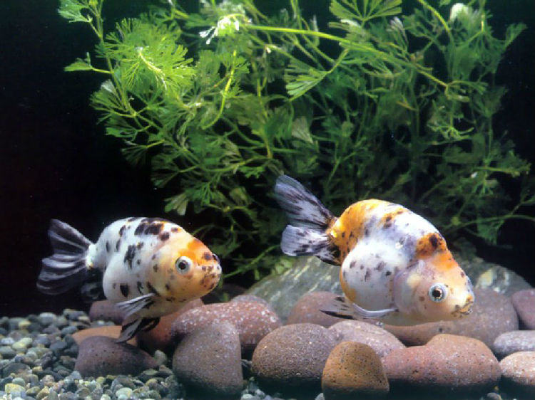 各种由营养不良引发鱼类疾病 各种由营养不良引发鱼类疾病