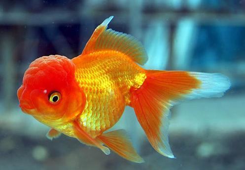 金鱼饲料的种类有哪些