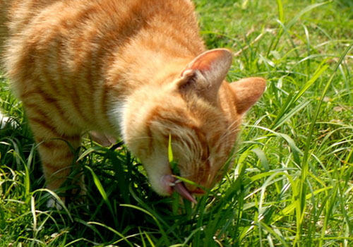 猫科动物常见呕吐行为分析