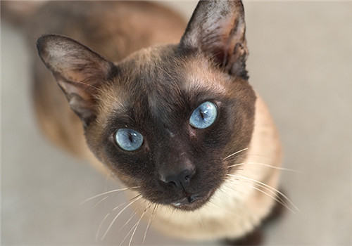猫咪鼻炎的临床症状
