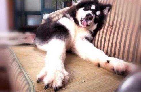 怎么给狗剪指甲？给狗剪指甲怎么看血线