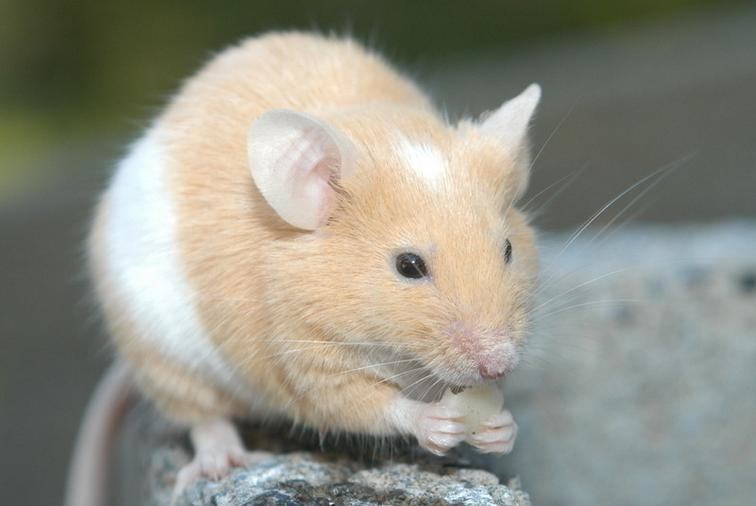 鼠鼠易患的特殊皮肤病 鼠鼠易患的特殊皮肤病