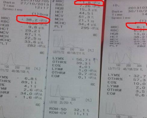 狗狗细小症状和治疗方法