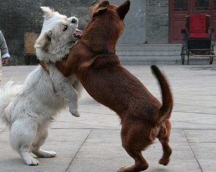 怎样分开两只正在打架的狗