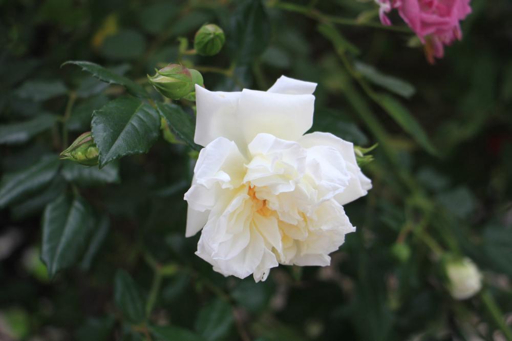 蔷薇花有毒吗