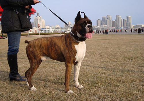 拳师犬市场价格大盘点，拳师犬多少钱一只