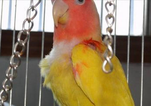 怎样处理鸟儿的普通外伤