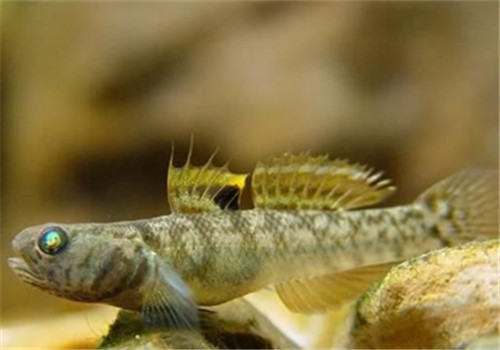 虾虎鱼吃什么？