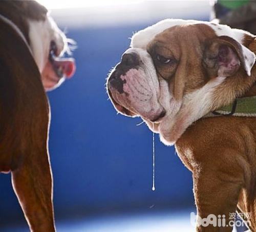 狗狗流口水怎么办?狗狗流口水有什么原因? 狗狗流口水怎么办?狗狗流口水有什么原因?