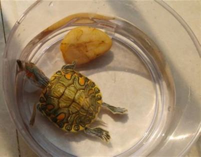 宿舍宠物水龟饲养指南之第二部分