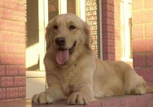 金毛犬的习性真的是像你想的那样的吗？