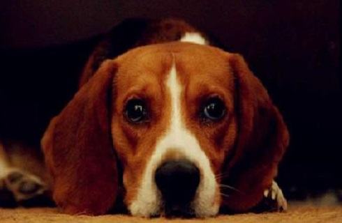 比格犬智商高吗？比格犬智商排名