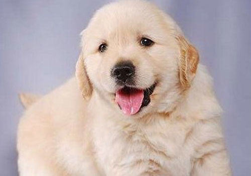 金毛犬的寿命有多长？