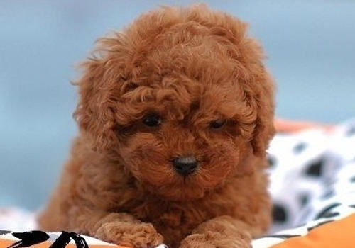 如何防止狗狗在车轮胎上尿尿