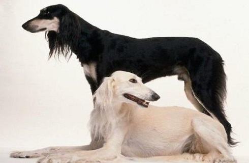 东非猎犬性格好吗？东非猎犬介绍