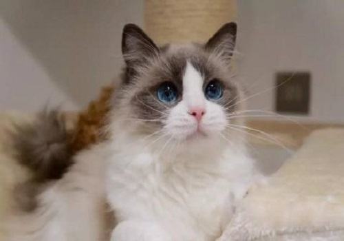 养布偶猫一个月的花费？养一只布偶猫的感觉