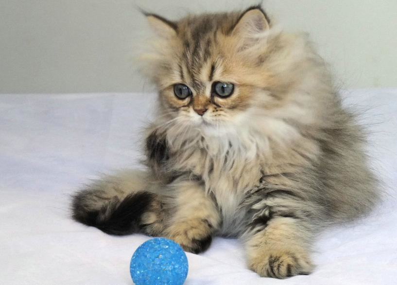 猫咪做绝育前应该要准备些什么