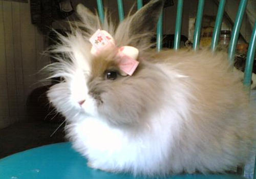 如何预防及治疗巴氏杆菌病 如何预防及治疗巴氏杆菌病